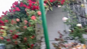 Беседка из вьющихся роз.