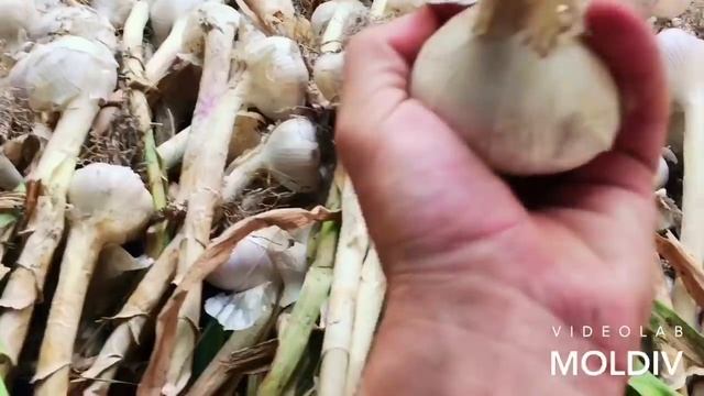 УБОРКА ЧЕСНОКА /СОРТ ЛЮБАША/ смотреть онлайн
