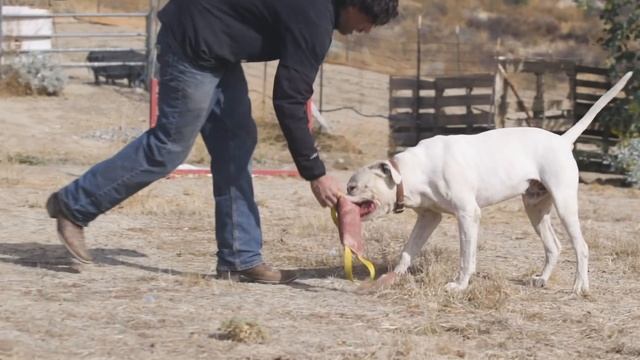 AMERICAN BULLDOG BREED REVIEW