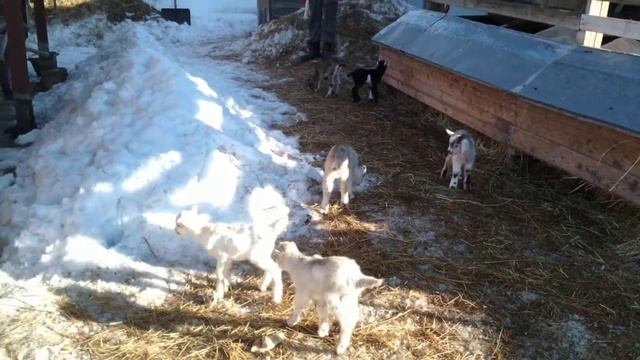 Козлята от Ламанча смотреть онлайн