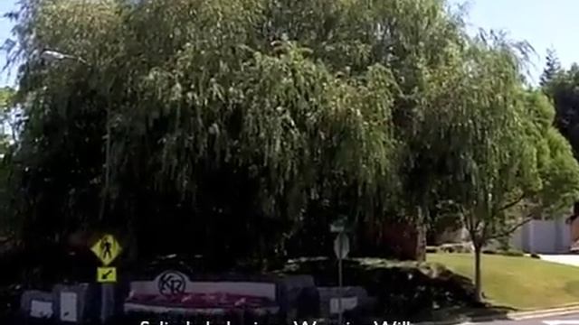 Salix babylonica - Weeping Willow смотреть онлайн