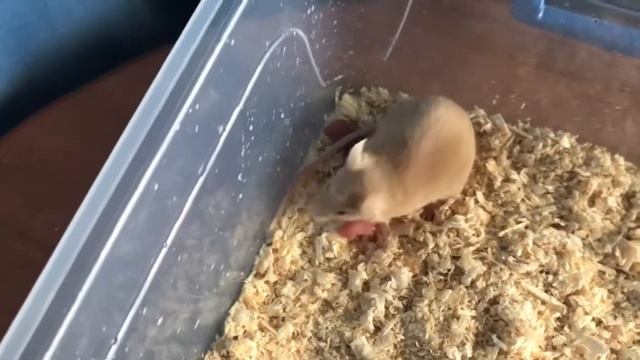 Родила ! Новорожденные мыши . смотреть онлайн