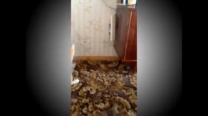 Кот напал на человека... ШОК!!!