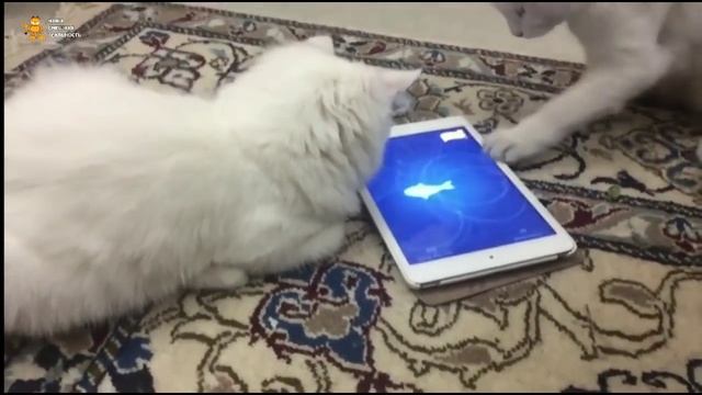 ► Коты и планшет. Игра: поймай рыбку смотреть онлайн