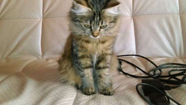 "подСОлНечнаЯ Соня" кушает семечки смотреть онлайн