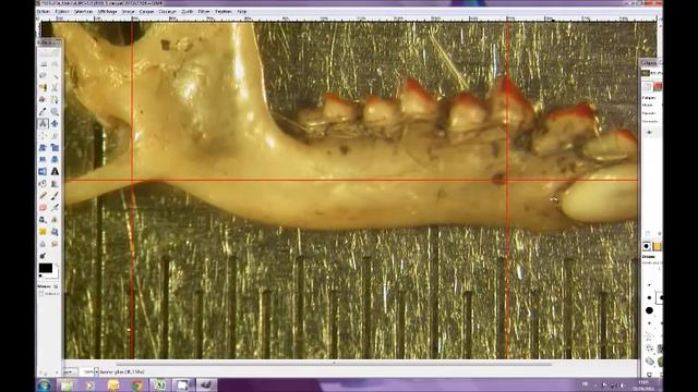 Différencier Sorex coronatus de Sorex araneus смотреть онлайн