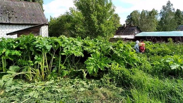 Обработка борщевика гербицидом // Домик за 100 000
