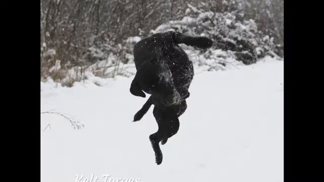 Паттердейл терьер Kelt Torqes