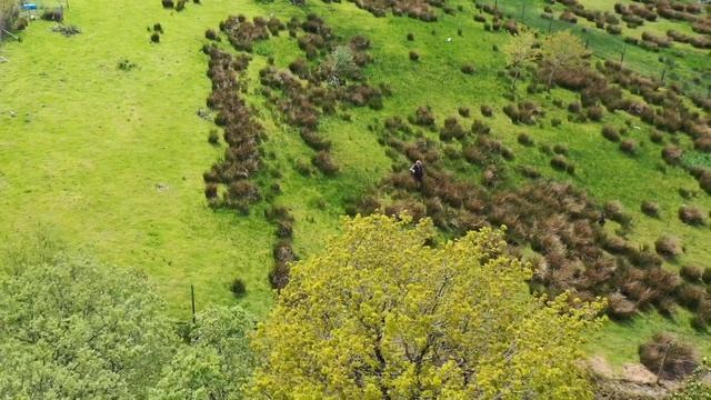 Gundog Training - Byrbwll Cockers Spaniels in the Rabbit Pen смотреть онлайн