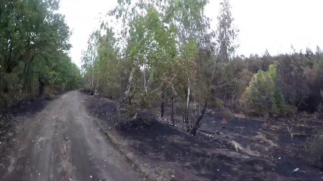 Лес после пожара п. Кукушка 31.08.21 смотреть онлайн