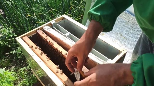 Как подсадить ДОРОГИХ маток пчел ИСКУСТВЕНОГО ОСЕМЕНЕНИЯ Карника. Подсадка пчелиной матки смотреть онлайн