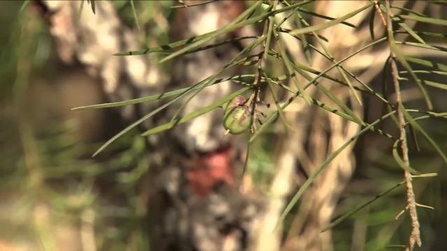 Finding Bush Tucker in Blue Mountains National Park смотреть онлайн