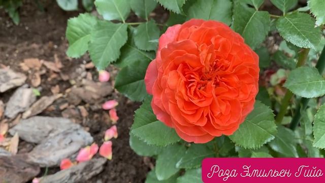 ТОП 8 ЛУЧШИХ РОЗ. ЛУЧШИЕ СОРТА РОЗ ДЛЯ ВАШЕГО САДА. ЦВЕТЕНИЯ ВСЁ ЛЕТО! смотреть онлайн