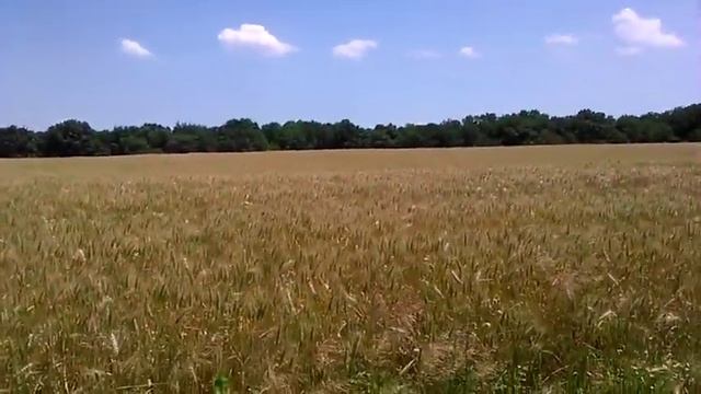 ПроСвет п. Саук-Дере Дубинка смотреть онлайн