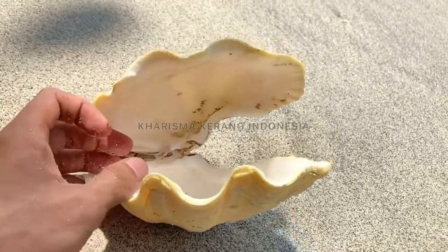 SCALY CLAM SHELL (TRIDACNA SQUAMOSA) THE FLUTED GIANT CLAM SHELL By KHARISMA KERANG INDONESIA