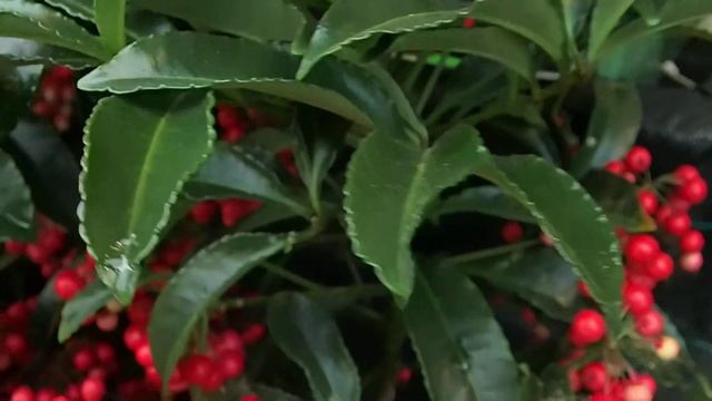 Ardisia crenata смотреть онлайн