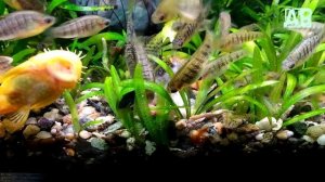 Что случилось с аквариумными рыбками