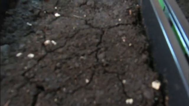Ошибки при посеве семян перца и баклажанов 2021 г. Первые всходы через 5 дней. смотреть онлайн