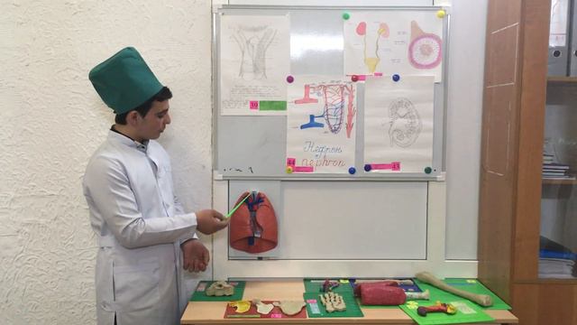 Анатомия. Тынысалу жүйесі. Systema respiratorium. Өкпе - 2. Pulmones. смотреть онлайн