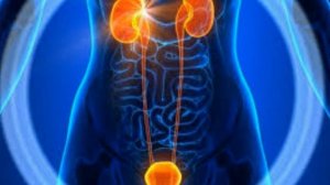 ОЧИЩЕНИЕ МОЧЕВОГО ПУЗЫРЯ В ДОМАШНИХ УСЛОВИЯХ!!!!!!!!!!!!!!