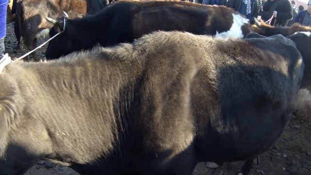 ЭНА-БОЛА СИГИР НАРХИ САМАРКАНД ЯНГИ КУРГАН смотреть онлайн