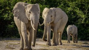 КАК ВЫГЛЯДИТ СЛОН | ПРОДОЛЖИТЕЛЬНОСТЬ ЖИЗНИ СЛОНА НА ВОЛЕ | СЛОН БОИТСЯ ПЧЕЛ