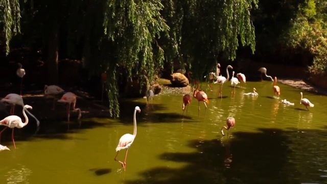 Dubai Zoo / Dubai / Flamingos / Dubai Tourists Attractions /al Qudra Lake /UAE /birds Lovers / Bird