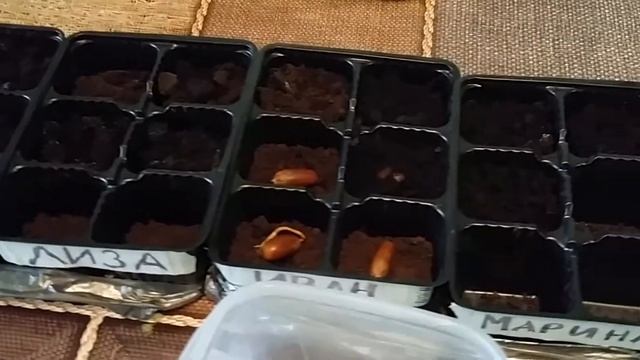 Выращиваю дубы из желудей! -= Душа медведя =- смотреть онлайн