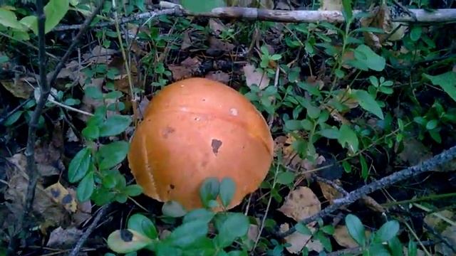 Подосиновик смотреть онлайн