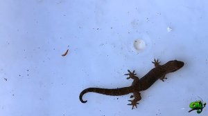 Траурный Геккон (Lepidodactylus Lugubris) кормим карликовых гекконов