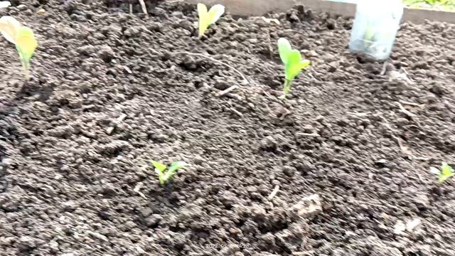 Высадка брокколи, цветной и ранней капусты в открытый грунт. смотреть онлайн