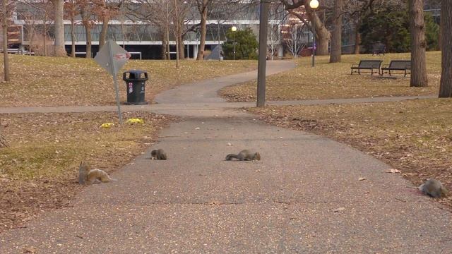 Птицы Для кошек и собак смотреть онлайн