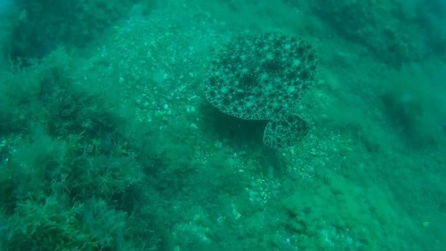 Камбала черноморская смотреть онлайн