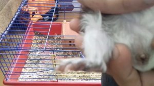 Как определить пол морской свинки? Мальчик или девочка