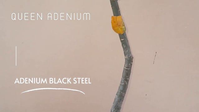 Adenium Black Steel #adenium #viral #video #hobby #tanamanhias #obesum