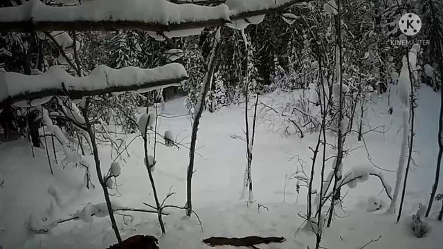 Охота на волка!!! МАТЁРЫЙ в окладе!!! Волчатники за работой!!!!/Wolf hunting!!! Wolves at work!!! смотреть онлайн