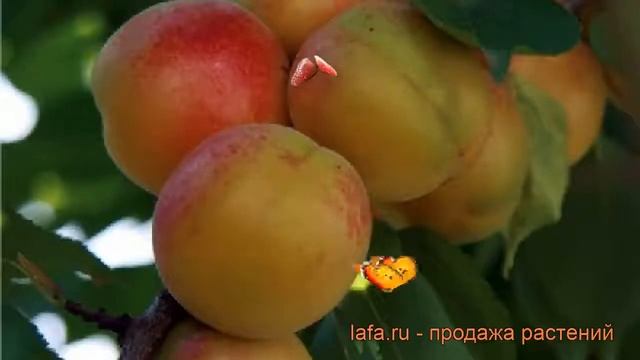 Абрикос обыкновенный Новоспасский (novospasskiy) ? обзор: как сажать, саженцы абрикоса Новоспасский смотреть онлайн
