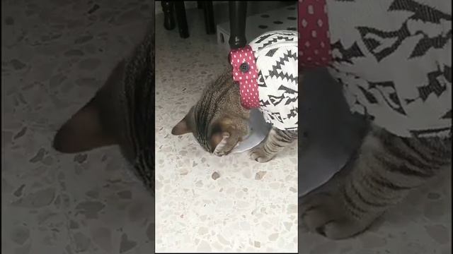 Кот подумал, что у воробья еда вкуснее смотреть онлайн