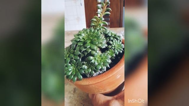 GRAPTOVERIA  IONA #02