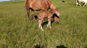 Запор у новорождённого жеребёнка.