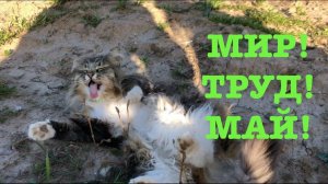 #147. Майские хлопоты. Урожай в теплице теперь не сгорит. [Жизнь на своей земле]