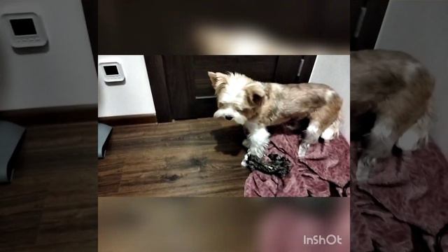 Тайная жизнь Кексика ✌✌ 1 часть смотреть онлайн