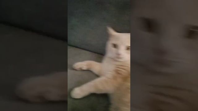 Котик мнёт вас лапками. Зачем он это делает? смотреть онлайн