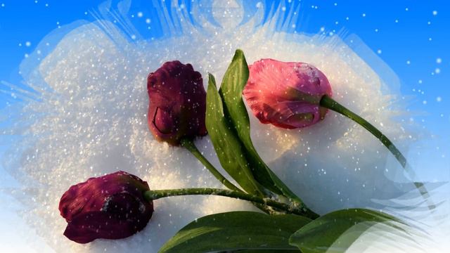 Футаж Цветы на снегу 8 Footage Flowers in the snow 8 смотреть онлайн