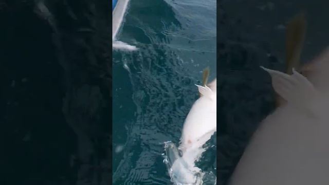 Рыбалка мечты! открыли сезон тресковой рыбалки 2023. Баренцево море. смотреть онлайн