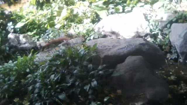 Вход в дендропарк Софиевка Умань смотреть онлайн