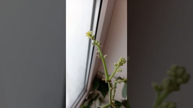 Авокадо из косточки дома. Цветение. смотреть онлайн