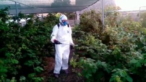 ЕЖЕВИКА.Обработка.