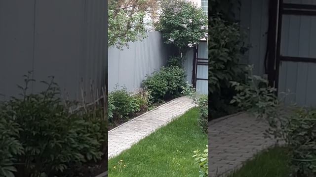 ПОДМОСКОВЬЕ. ЗАЦВЕЛА СИРЕНЬ НА ДАЧЕ. ВЕСНА 2021 смотреть онлайн