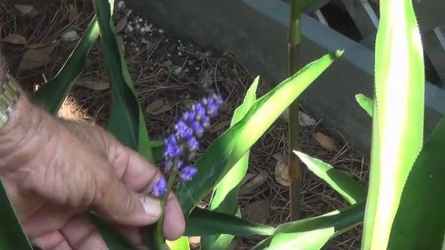 Blue Ginger by the St. Johns River смотреть онлайн